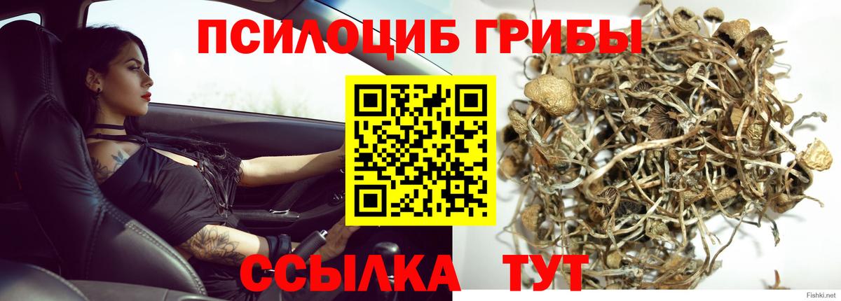 Псилоцибиновые грибы Cubensis  Вход с VPN  Магнитогорск  Псилоцибиновые грибы Cubensis 